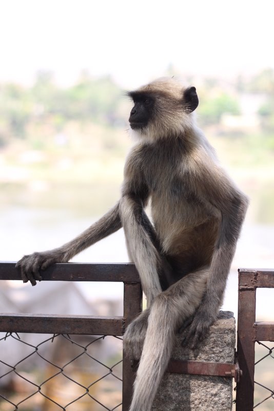 India 2010 - Hampi - Monkeys
